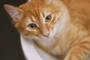 고양이 목욕 방법