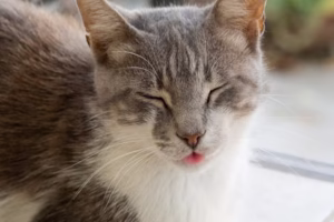 고양이 나이 계산법