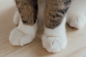 고양이 발톱 보호