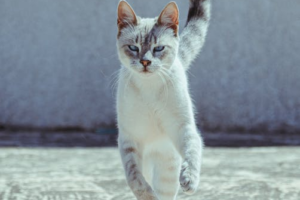 고양이 캣휠 사용법