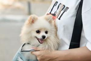 반려동물 여행 가방 선택하는 핵심 팁 3가지