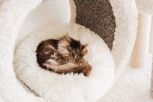 고양이 잠자리 만들기 완벽 가이드