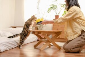 고양이 사료 선택 가이드와 주의사항