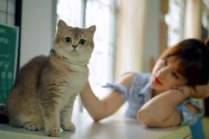 고양이 귀 건강 관리의 필수 가이드