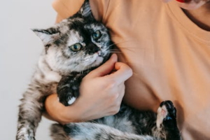 강아지 고양이 털 빠짐 관리 꿀팁 5가지