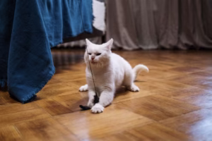 고양이 스트레스 해소 장난감 추천 5가지