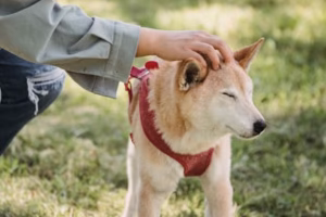 강아지 커뮤니티가 주는 3가지 행복의 비밀