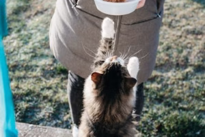 고양이 사료 선택 가이드와 수의사 추천