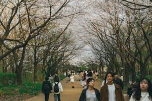 여수 오동도 동백꽃 최적 시기와 여행 팁