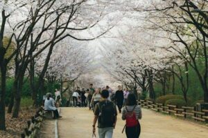 봄꽃 명소 11곳과 여행 팁 총정리