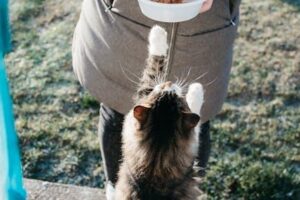 고양이 제품 리뷰로 건강한 선택하기
