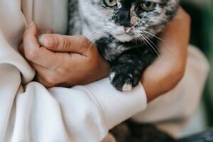 고양이 소리 민감성 해결을 위한 실용적 방법