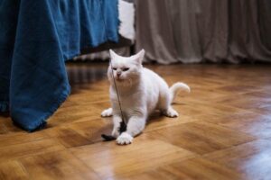 고양이 캣닢 효과와 올바른 사용법 가이드