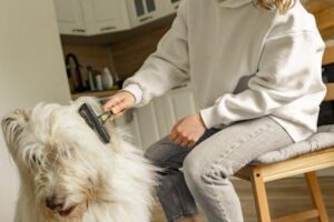 강아지 털 관리의 모든 것, 건강한 털을 위한 필수 가이드