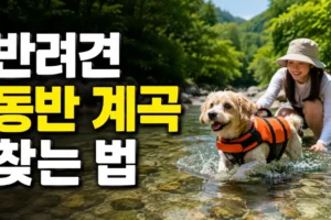 반려견과 물놀이 가능한 계곡 찾는 법: 출입 규정부터 준비물까지