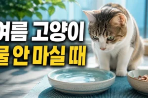 여름 고양이가 물을 안 마실 때: 물그릇 위치·재질·습식 급여로 음수량 늘리는 방법