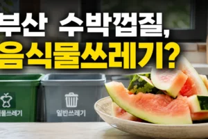 부산 음식물쓰레기에 수박껍질 넣어도 될까? 여름 과일 분류표