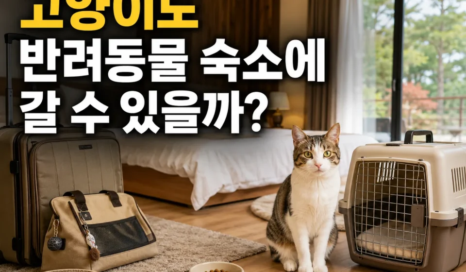 고양이도 반려동물 동반 숙소에 갈 수 있을까? 예약 전 꼭 확인할 12가지