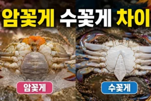 암꽃게·수꽃게(숫꽃게) 차이 총정리: 제철, 용도, 살 꽉 찬 꽃게 고르는 법